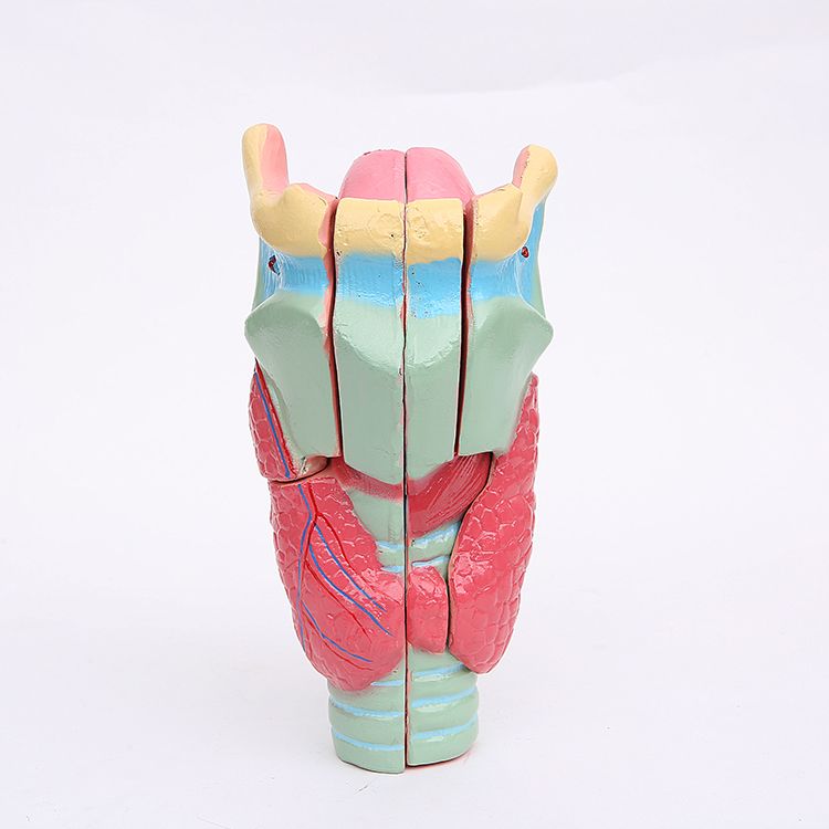 喉咽喉解剖生物教学人体喉部放大解剖模型喉部解剖教学器材三指峰