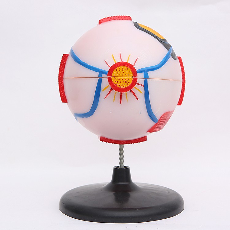 人体眼球模型 眼球解剖模型6倍大眼睛放大模型可拆卸眼构造演示用详情1