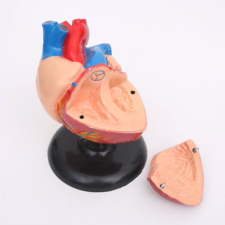 心脏解剖模型自然大教学仪器1:1人体心脏解剖B超彩超声医学模型白底实物图