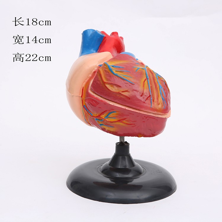 心脏解剖模型自然大教学仪器1:1人体心脏解剖B超彩超声医学模型详情6