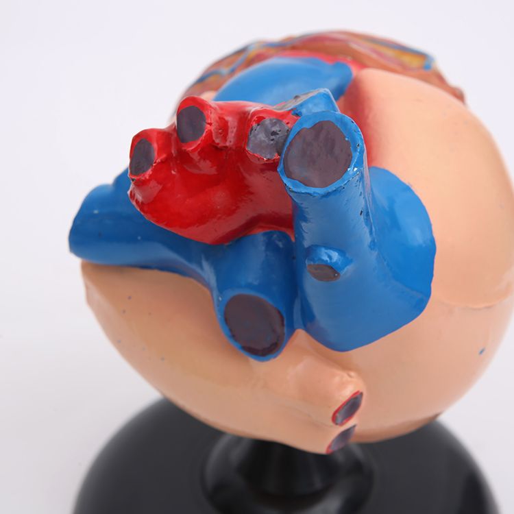 生物教学器材实物图