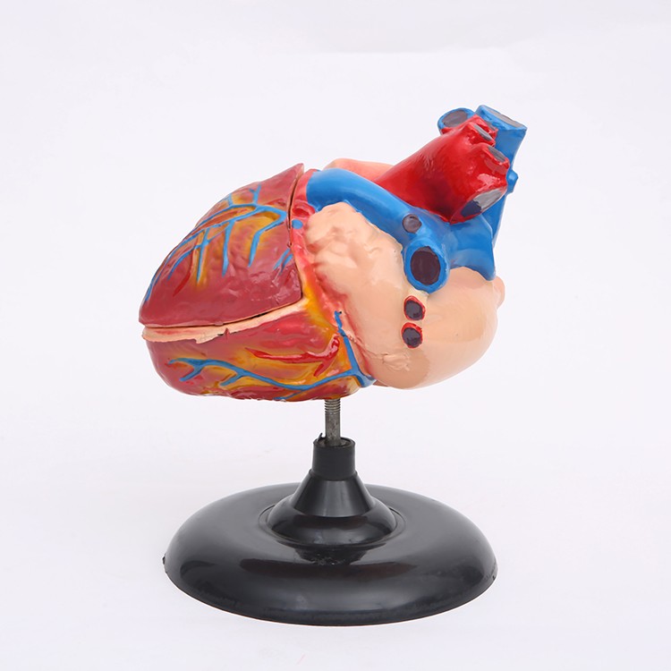心脏解剖模型自然大教学仪器1:1人体心脏解剖B超彩超声医学模型详情5