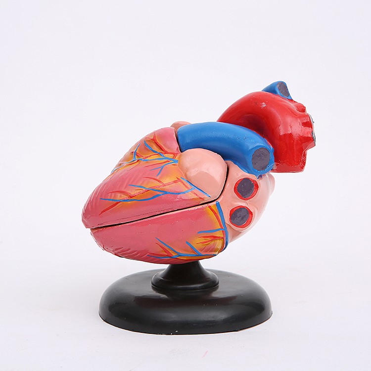 心脏解剖模型自然大教学仪器1:1人体心脏解剖B超彩超声医学模型详情4