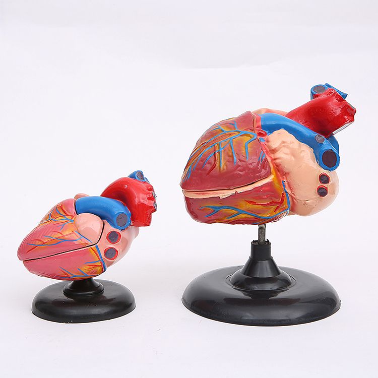 心脏解剖模型自然大教学仪器1:1人体心脏解剖B超彩超声医学模型详情图7