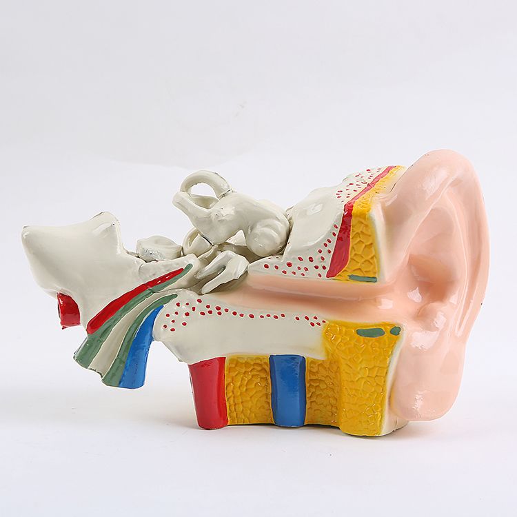 生物教学器材实物图