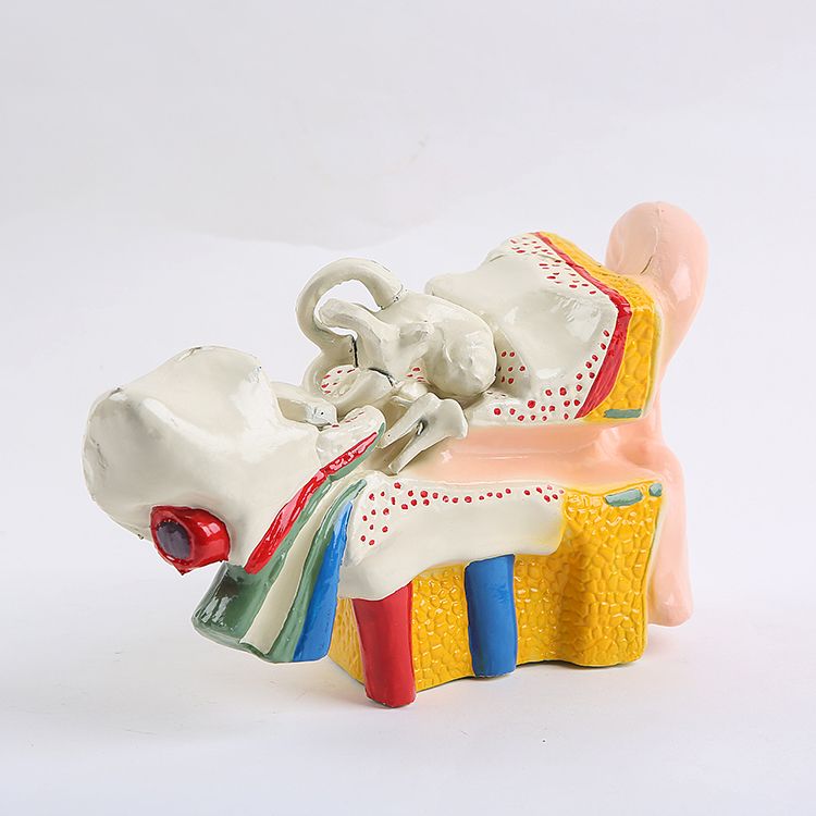 耳朵模型 幼儿科学 实验仪器 设备 耳朵解剖放大模型 三指峰细节图