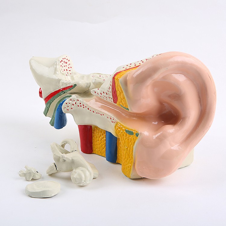 耳朵模型 幼儿科学 实验仪器 设备 耳朵解剖放大模型 三指峰详情图1