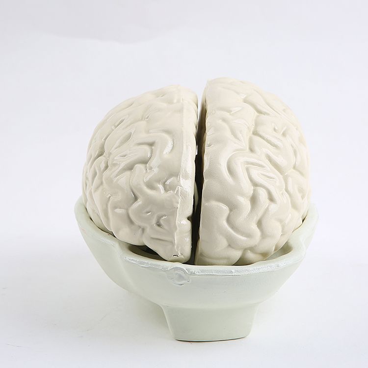 A biological experimental apparatus for teaching hemispheres of human brain structure with natural medical anatomy model