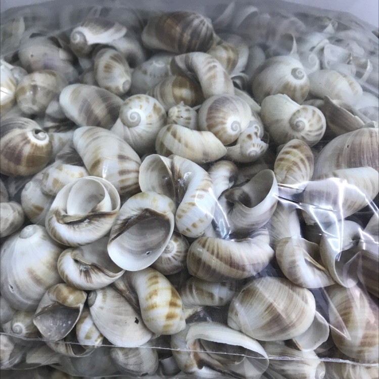 Snail natural shell crafts accessories thumbnail
