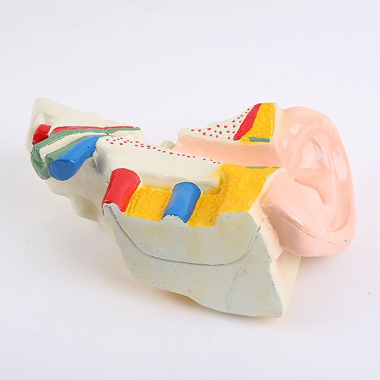 耳朵模型 幼儿科学 实验仪器 设备 耳朵解剖放大模型 三指峰白底实物图