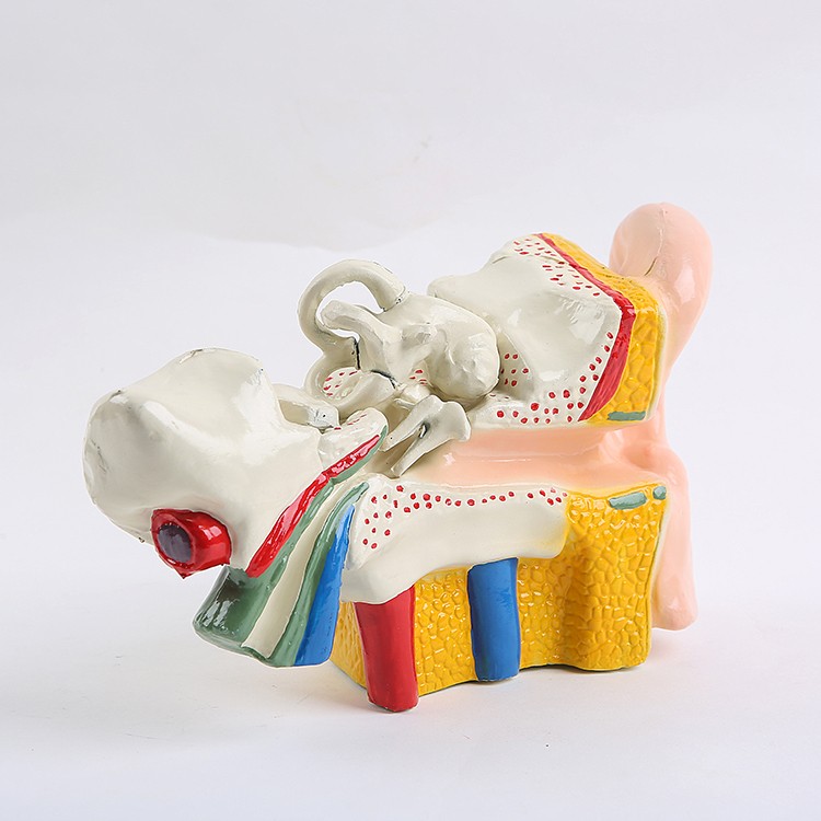 耳朵模型 幼儿科学 实验仪器 设备 耳朵解剖放大模型 三指峰详情图2