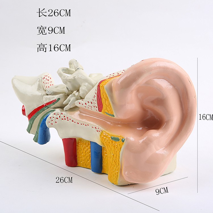 耳朵模型 幼儿科学 实验仪器 设备 耳朵解剖放大模型 三指峰详情图3