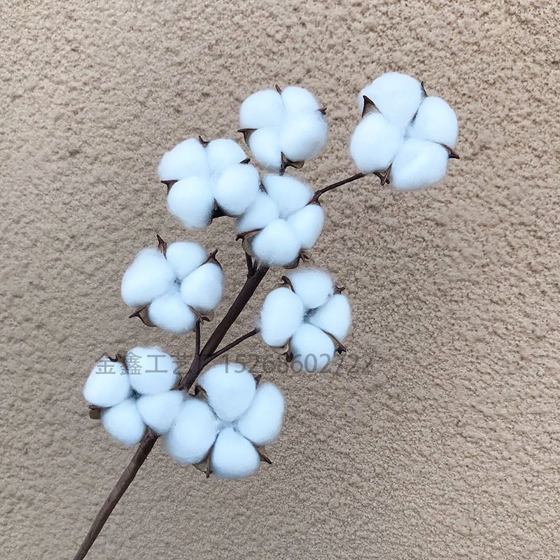 天然木棉花8头棉花长枝干花永生花婚礼居家装饰圣诞用花拍摄道具