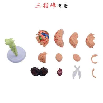 Assembled human brain model brain structure cerebral vascular nerve brain anatomy teaching medical intelligence thumbnail