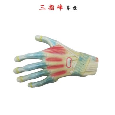 RS-8177 手掌模型手关节肌肉解剖模型教学示教模具手部标本产品图