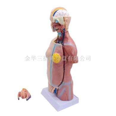 双性男性女性躯干带脊椎模型人体内脏器官解剖结构23部件