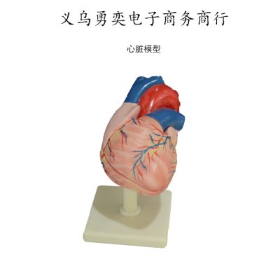 3倍大心脏模型老师上课演示用教具心脏解剖仪器逼真演示