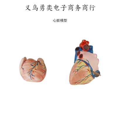 3倍大心脏模型老师上课演示用教具心脏解剖仪器逼真演示白底实物图