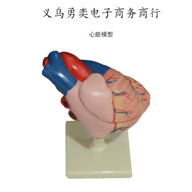 3倍大心脏模型老师上课演示用教具心脏解剖仪器逼真演示产品图