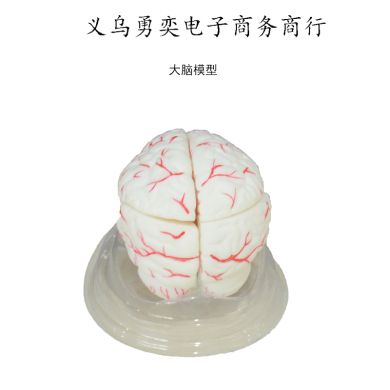 Blood brain 7 part teaching model biology teaching instrument