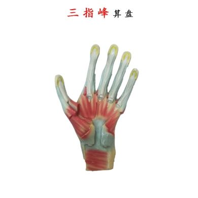 RS-8177 手掌模型手关节肌肉解剖模型教学示教模具手部标本白底实物图
