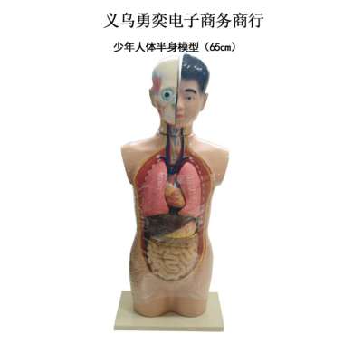 人体躯模型 人体内脏解剖模型 头颈躯干半身肌肉医学