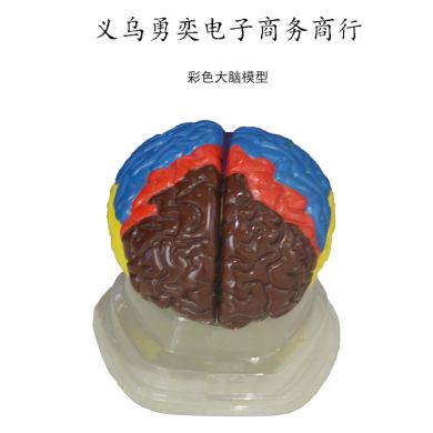 Painted brain model teaching model instrument teacher uses color three parts of the brain anatomy mold in class thumbnail