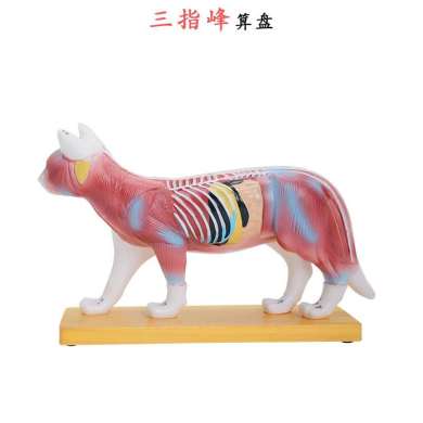 猫体针灸模型 猫解剖模型动物解剖模型猫结构模型仿真猫咪 三白底实物图