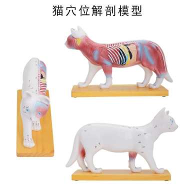 猫体针灸模型 猫解剖模型动物解剖模型猫结构模型仿真猫咪 三细节图