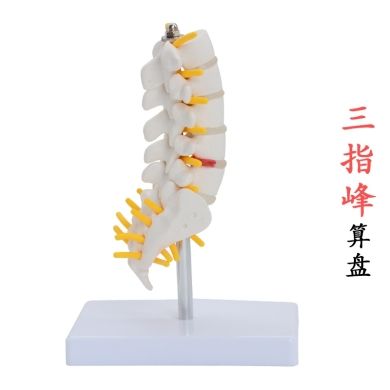 The 5 lumbar sacral coccyx in the small lumbar model with tailbone constitute the human lumbar mold thumbnail