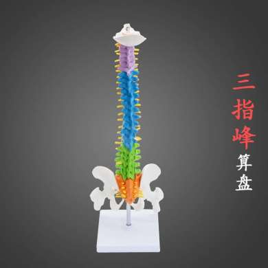 45CM color human spine model with pelvis, femur tailbone, spine skeleton model