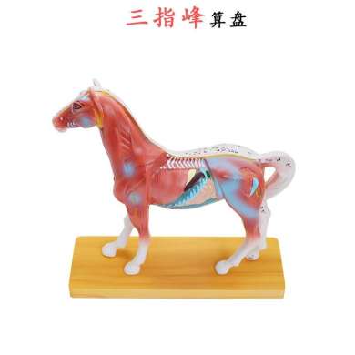 马体针灸马体解剖模型动物解剖模型马身体构造模型演示马白底实物图