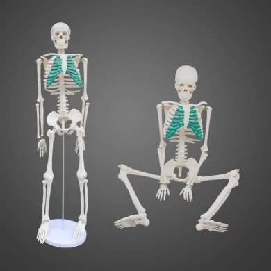 85cm human skeleton model skeleton with muscle simulation toy whole body human detachable medical