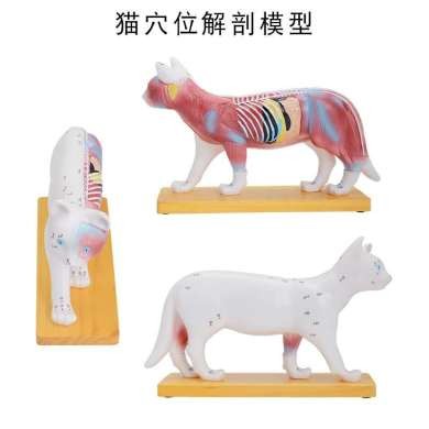 猫体针灸模型 猫解剖模型动物解剖模型猫结构模型仿真猫咪 三详情图2