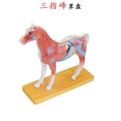 马体针灸马体解剖模型动物解剖模型马身体构造模型演示马详情图3