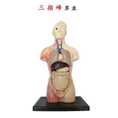 Human anatomy model detachable medical teaching model human trunk system structure