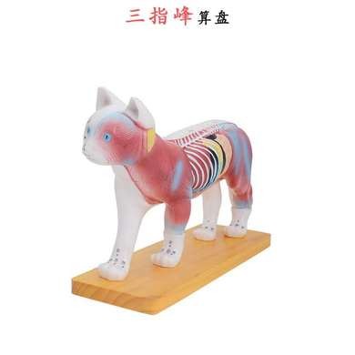 猫体针灸模型 猫解剖模型动物解剖模型猫结构模型仿真猫咪 三详情图3