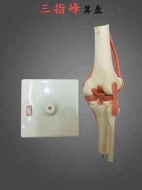 人体膝关节模型 功能性膝关节附韧带模型 膝盖骨模型详情3