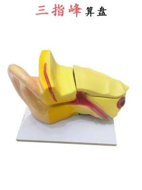 耳模型 解剖模型 外中内耳部听觉系统器1官耳朵构造模型详情1