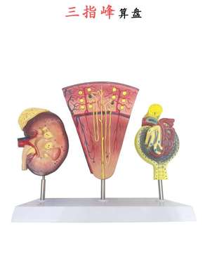 肾脏 肾单位和肾小球模型医学肾脏解剖 模型人体肾脏模型