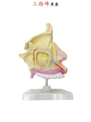 Human structure nasal model human anatomy model