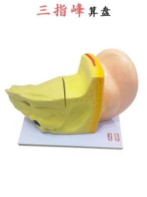 耳模型 解剖模型 外中内耳部听觉系统器1官耳朵构造模型详情2