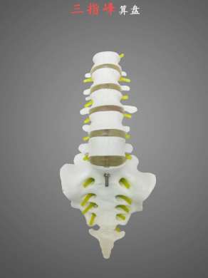 Small five-segment lumbar coccyx model spinal nerve lumbar intervertebral disc skeleton orthopedic bone