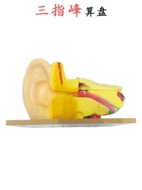 耳模型 解剖模型 外中内耳部听觉系统器1官耳朵构造模型详情4