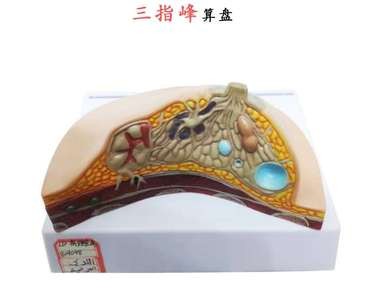 哺乳期模型 胸部解剖结构造乳腺病变模型详情5