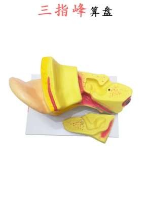 耳模型 解剖模型 外中内耳部听觉系统器1官耳朵构造模型详情3