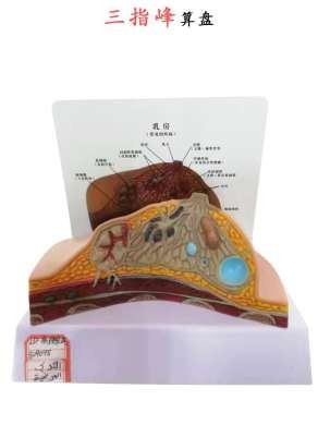 哺乳期模型 胸部解剖结构造乳腺病变模型详情1