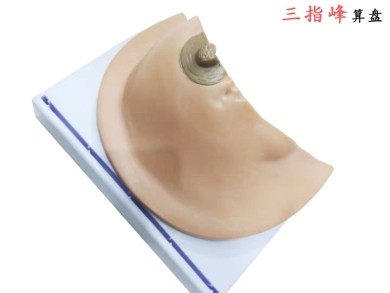 哺乳期模型 胸部解剖结构造乳腺病变模型详情4