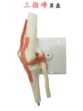 人体膝关节模型 功能性膝关节附韧带模型 膝盖骨模型