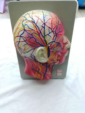教学仿真头部浅表神经血管模型头部付脑血管神经标本面部